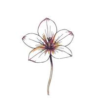 A drawing of a flower on a white background vector