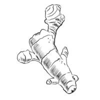 Fresh ginger root. Ink sketch on white background. Hand drawn illustration. Retro style. For menu, cafe, food books, blog, web vector