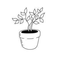 A tree-like houseplant in a pot. Illustration in doodle style. Isolate on a white vector