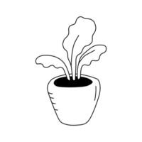 A houseplant with large leaves in a pot. Illustration in doodle style. Isolate on a white vector