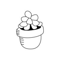 Illustration of a Crassula in the doodle style. Isolate on a white background vector