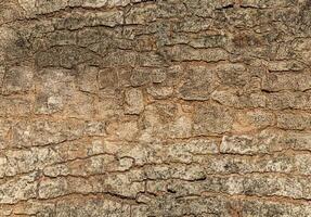 Bark from a large tree trunk. Woodgrain pattern For use in making wallpaper or background. Seamless pattern photo