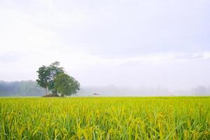 Golden yellow rice fields and rice stalks with bright green leaves. Rice fields in the morning with some fog in winter. The atmosphere at the end of the rainy season, the beginning of winter, photo