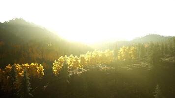 Sunlight streaming through trees in a mountainous landscape video