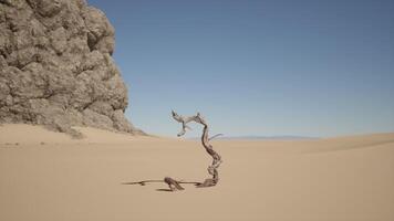 A tree in the middle of a desert video