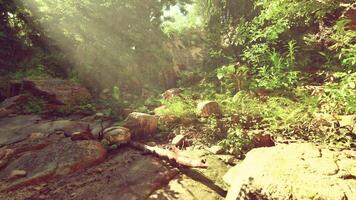 A stream running through a lush green forest video