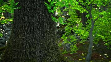 A majestic tree standing tall in the heart of a lush forest video