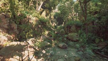 A small stream running through a lush green forest video