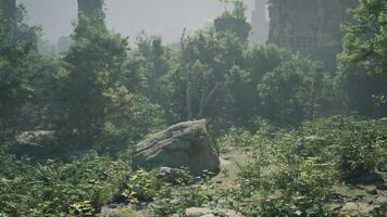 A large rock in the middle of a forest video