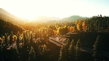 An empty road cutting through a lush forest at sunset video