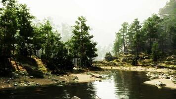 A serene river flowing through a vibrant green forest video