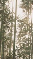 Sunlight Filters Through Bamboo Tree Branches, vertical video