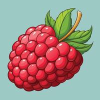 Watercolor raspberry fruit vector