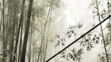 A serene bamboo grove enveloped in mystical fog video