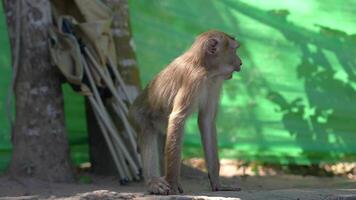 A folded beige camping chair leans against a tree trunk as a monkey climbs the tree. A green mesh fence is visible in the tropical background. video