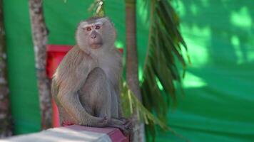 Close up of a macaque monkey sitting on a red railing, surrounded by lush greenery and tropical trees, with hints of a red structure in the background. video