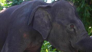 A detailed view of an elephant with textured skin and large ears, surrounded by dense greenery in a serene tropical environment in Thailand. video