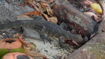 A monitor lizard moves through a tropical setting with fallen leaves, logs, and coconuts, showcasing local wildlife in Thailand's natural environment. video