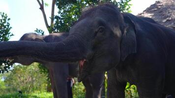 Two elephants interact in a lush, green setting. One extends its trunk toward the camera. A thatched roof structure adds to the rural atmosphere. video
