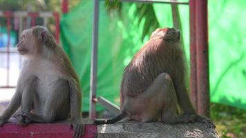 A calm monkey sits on a red concrete barrier surrounded by lush greenery, palm trees, and a fenced area in a tropical daytime setting in Thailand. video