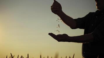 Silhouette of a farmer with grains at sunset. Agriculturist pours seeds in hands and evaluates the quality of grains against the evening sky. video