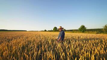 Farmer on agricultural land. Agronomist in straw hat walks on field and touches spikelets of ripe wheat in the farmland at sunset. video