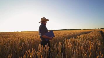 Agriculturist inspects the crop in farmland. Farmer in hat with a folder walking on golden field against bright sunlight in summer. video
