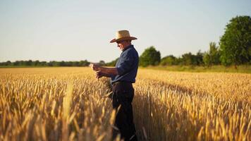 Agronomist in golden wheat field at sunset. Farmer looks at the ears of wheat. Man's hands touch the ears of wheat. The agriculturist inspects a field of ripe wheat. video
