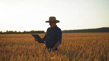Farmer examines crop on field. Elderly caucasian male farmer is touching ears of wheat in field at sunset and looking in folder. Agriculture concept. video
