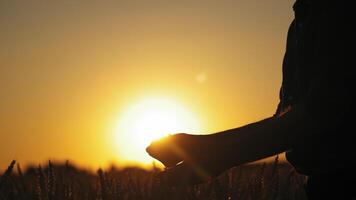 Hands with seeds against golden sunset. Silhouette of man's hands pouring ripe grains on the bright setting sun background. video