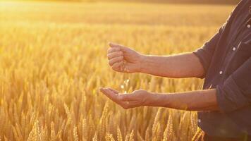 Farmer sifting grains in hands. Hands of a man with grains against the yellow sunlight on a field. Slow motion. video