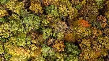 Deciduous top trees background. video