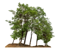 Group of trees isolated on transparent background tropical trees high resolution. png