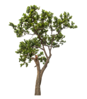 Isolated single tree with clipping path and alpha channel on a transparent picture background png