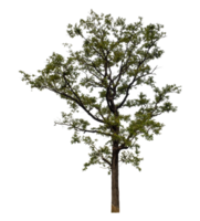 Tree on transparent background, real tree green leaf, high resolution png