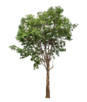 tree isolated on transparent background. Forest and foliage in summer, high resolution png