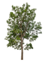 Isolated tree on transparent background, real tree green leaf, high resolution. png