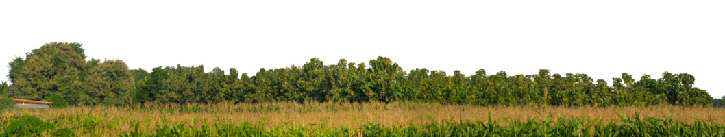 Trees isolated are forest on transparent background.Forest and foliage in summer with cut path and alpha channel. png