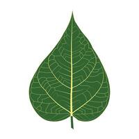 Green leaves of Sacred Fig Tree, Pipal Tree, Bohi Tree, Bo Tree, Peepul tree on white background vector