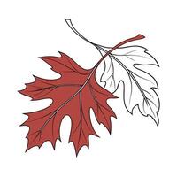 Realistic fall leaf isolated vector