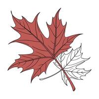 Realistic fall leaf isolated tree vector