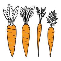 Full ripe Healthy carrot single icon art design. vector