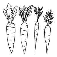 Best Healthy carrot single icon art design. vector