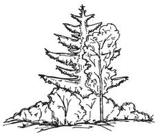 Trees, Shrub. Vegetation. Deciduous and coniferous trees. Sketch in ink illustration landscape. Coloring book. vector