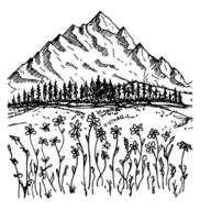 Mountains, hills and meadows, spruces, forest and flowers. Sketch beatiful landscape. Spring mountain landscape vector