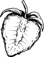 Hand drawn black and white illustration of ripe strawberries cut in half. Created with liner, this work is perfect for packaging, menus, farm products, valentines, recipes and digital projects vector