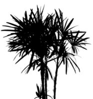 Shadow Small Palm Tree or Bamboo Plant Silhouette, Isolated Blurry Tropical Coconut Leaf Overlay, Element object for Spring Summer, Mock up Product Presentation png