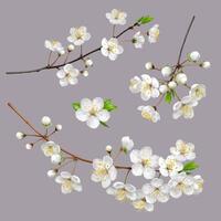 Blossoming tree branches. Spring flowers vector