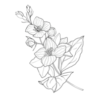 Hand drawn blooming jasmine branch in black lines png