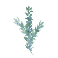 Watercolor picture unpretentious twig of green leaves like laurel with berries, ribbon and bow Branch with berries. Sprout with leaves and berries. Greenery and berries. Hand drawn leaves png